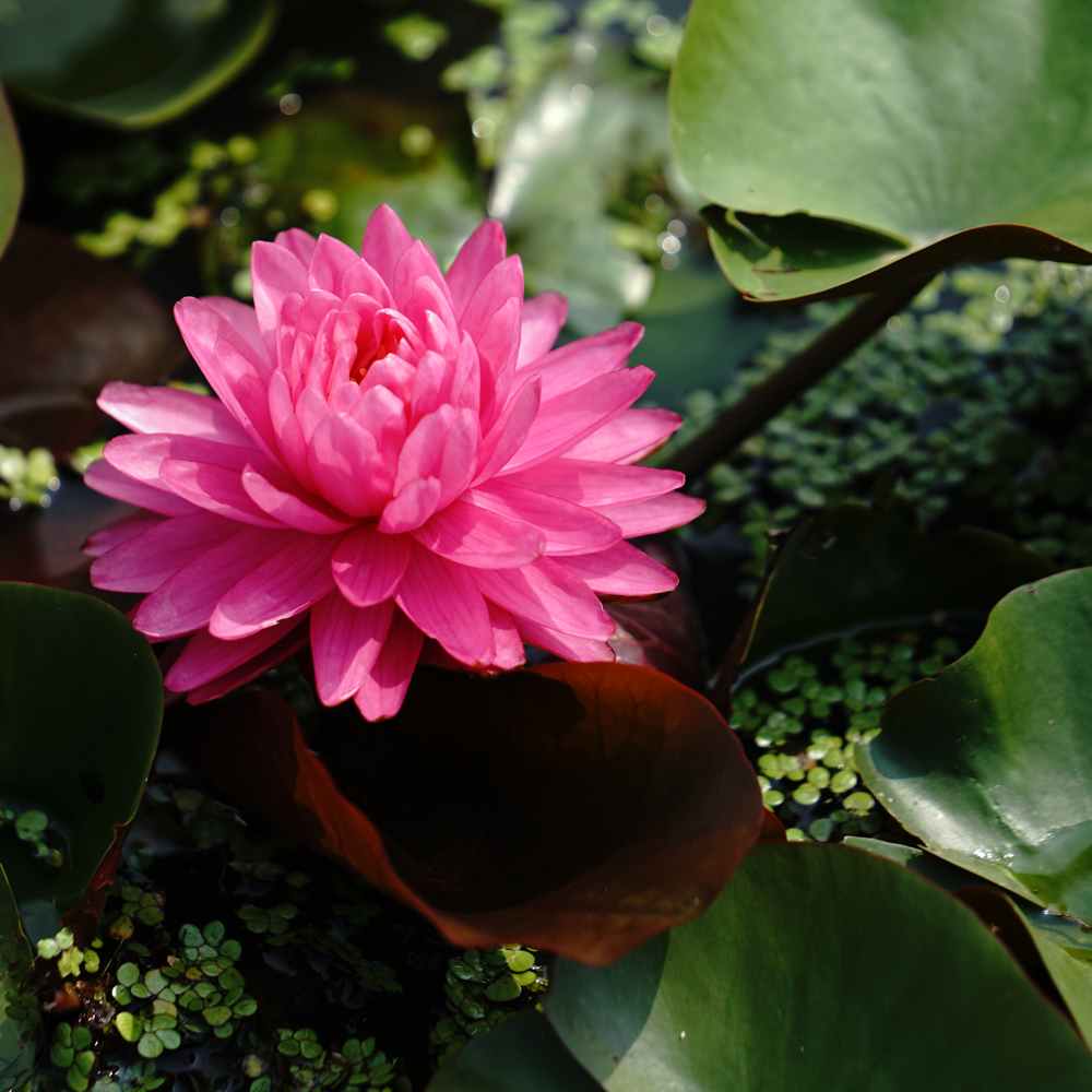 Artikelbild 2 des Artikels “Seerose Pigeon Blood “