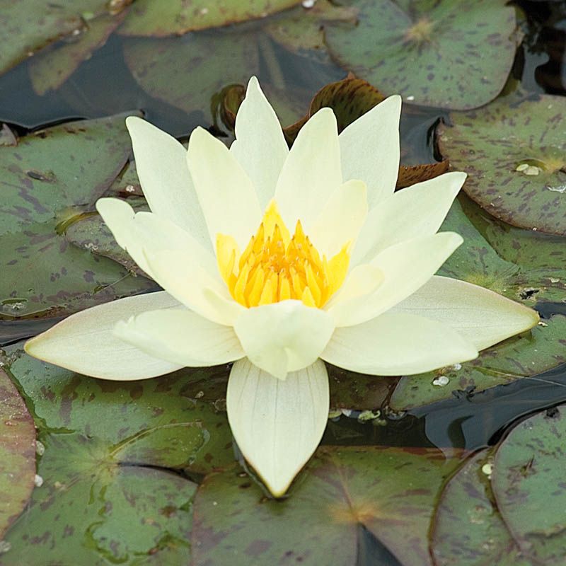 Artikelbild 2 des Artikels “Seerose Pygmaea Helvola “