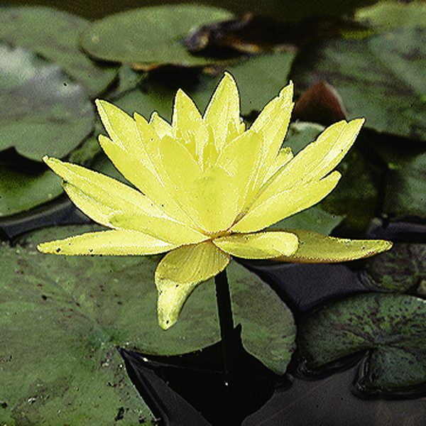 Artikelbild 2 des Artikels “Seerose odorata Sulphurea “