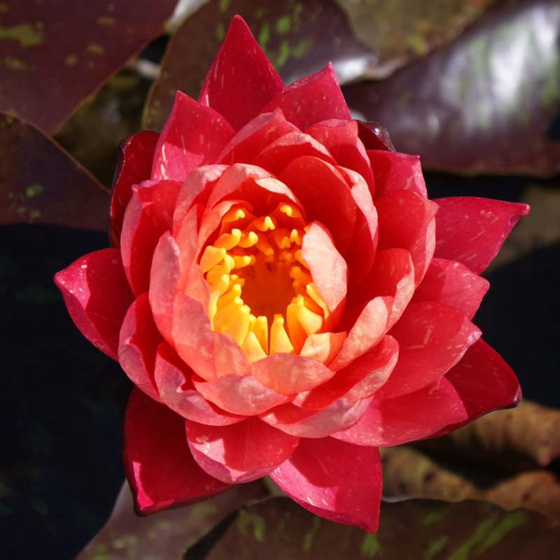 Artikelbild 2 des Artikels “Seerose Wanvisa “