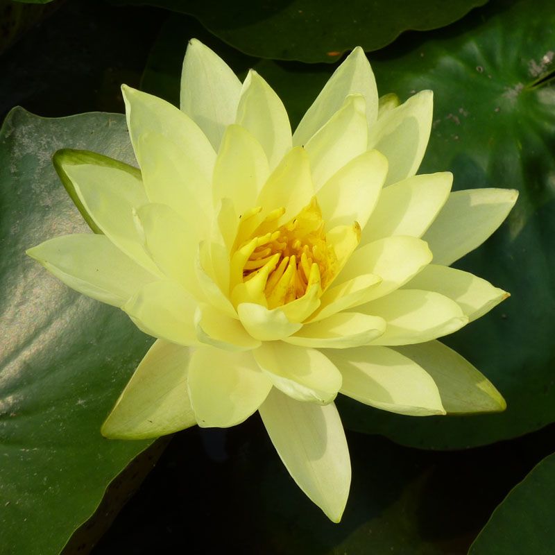 Artikelbild 2 des Artikels “Seerose Yellow Sensation “