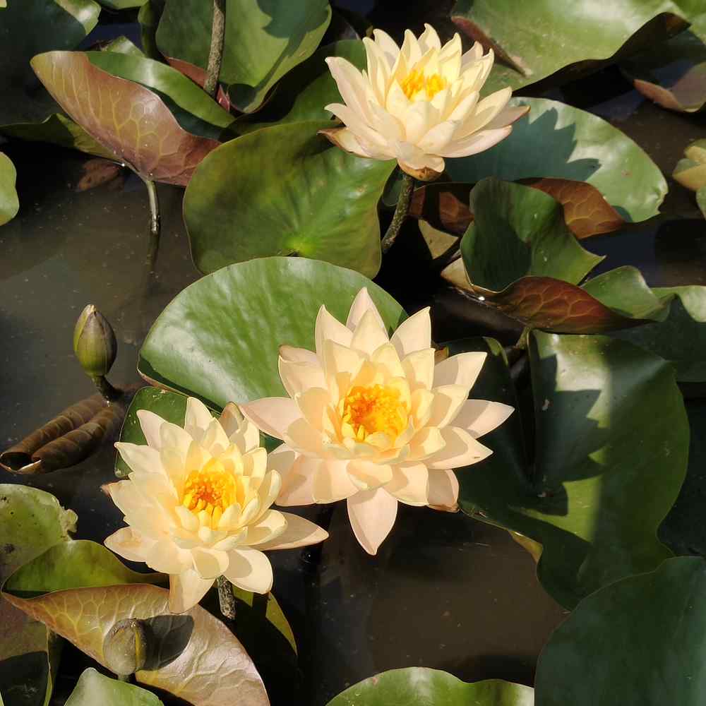 Artikelbild 2 des Artikels “Seerose Inner Light “