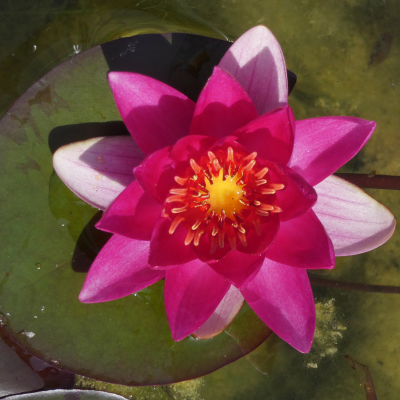 Artikelbild 2 des Artikels “Seerose Laydekeri Lilacea “