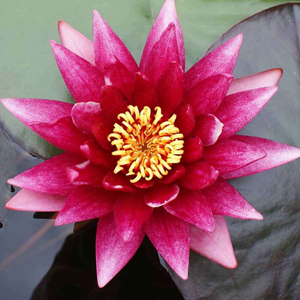 Artikelbild 2 des Artikels “Seerose Atropurpurea “