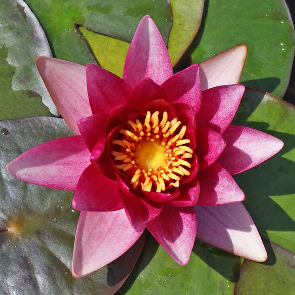 Artikelbild 2 des Artikels “Seerose Vesuve “