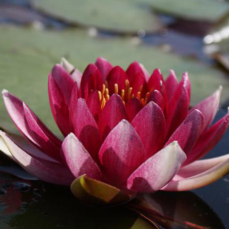 Artikelbild 2 des Artikels “Seerose Der Nachtblüher “