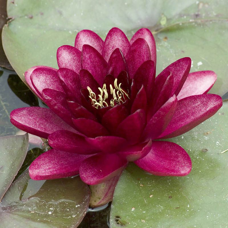 Artikelbild 2 des Artikels “Seerose Almost Black “