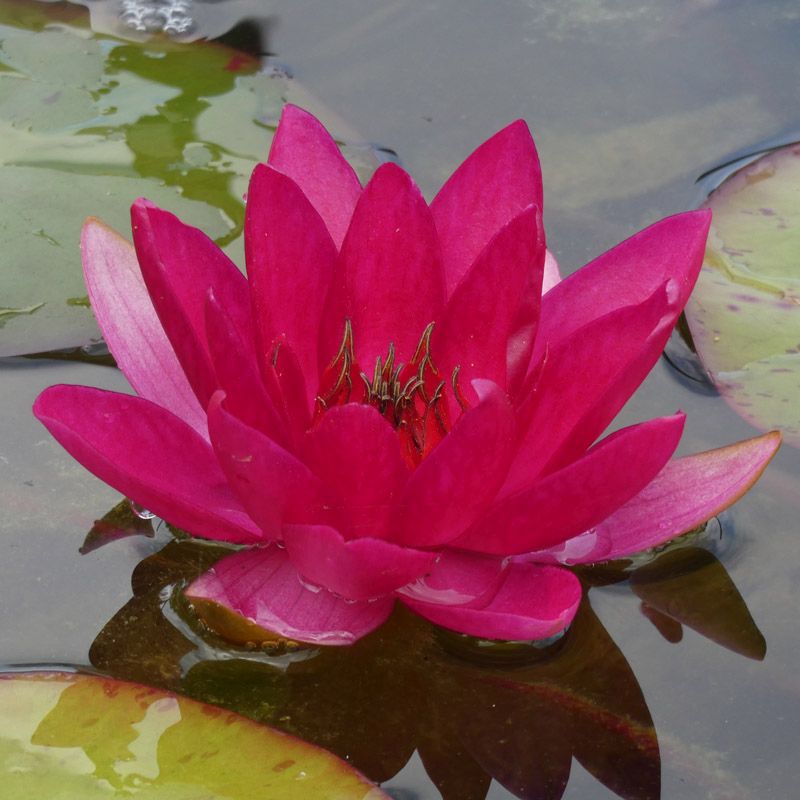 Artikelbild 2 des Artikels “Seerose Xiafei “