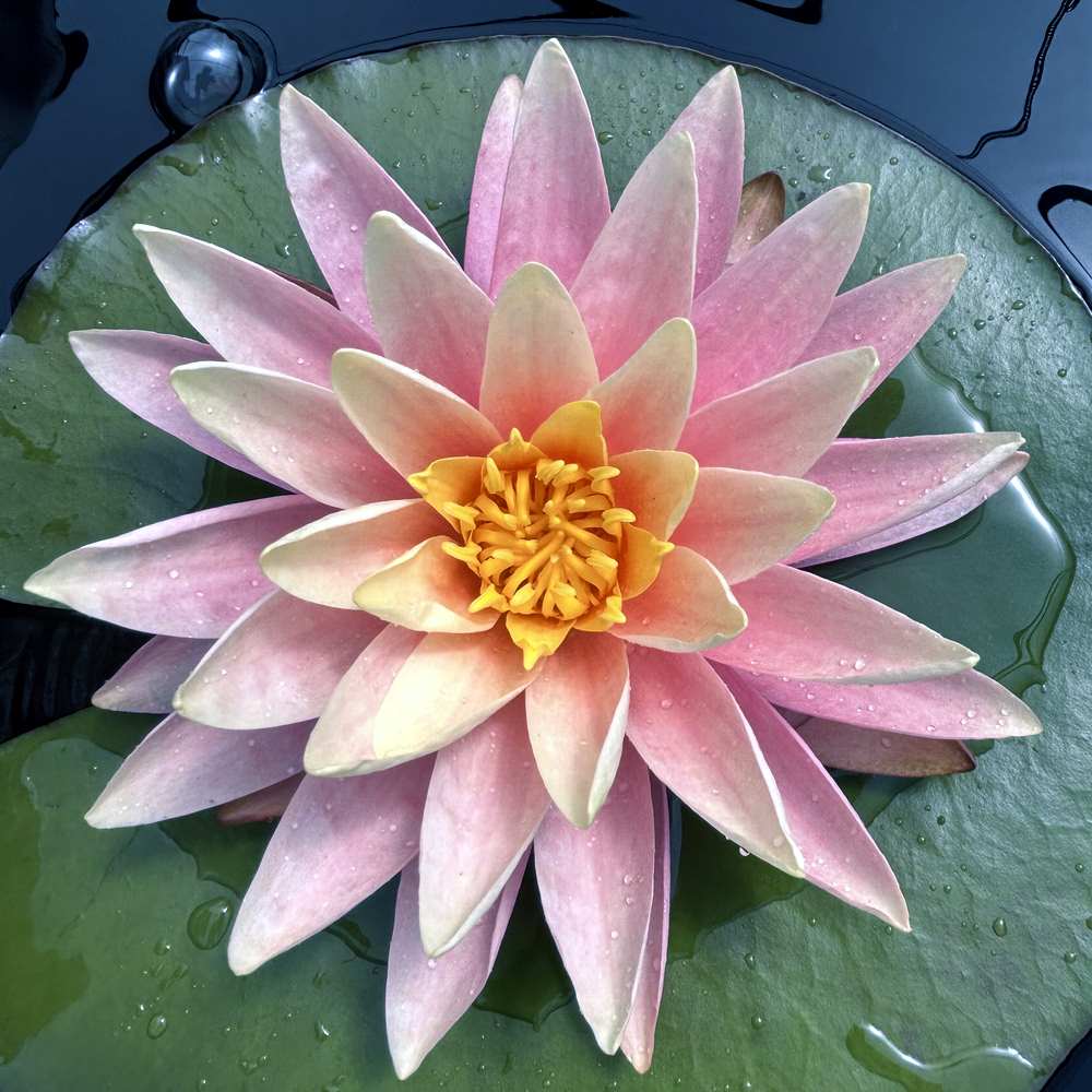 Artikelbild 2 des Artikels “Seerose Sunny Pink “
