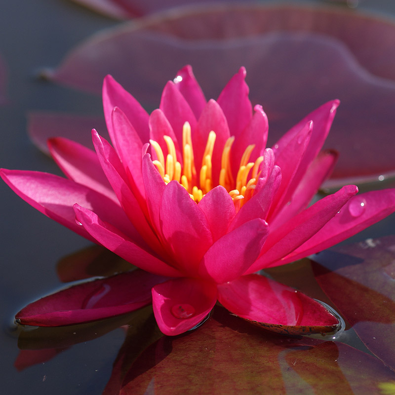 Artikelbild 2 des Artikels “Seerose Eric Berthold “