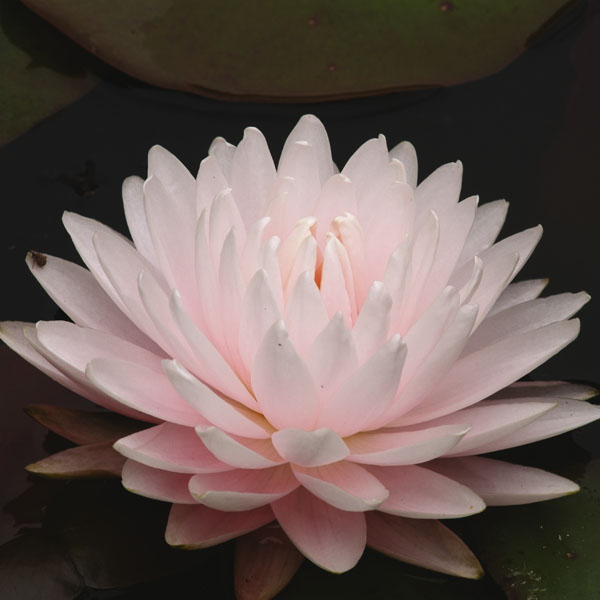 Artikelbild 2 des Artikels “Seerose Gloire de Temple-sur-Lot “