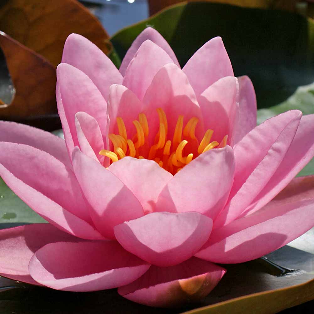 Artikelbild 2 des Artikels “Seerose Norma Gedye “