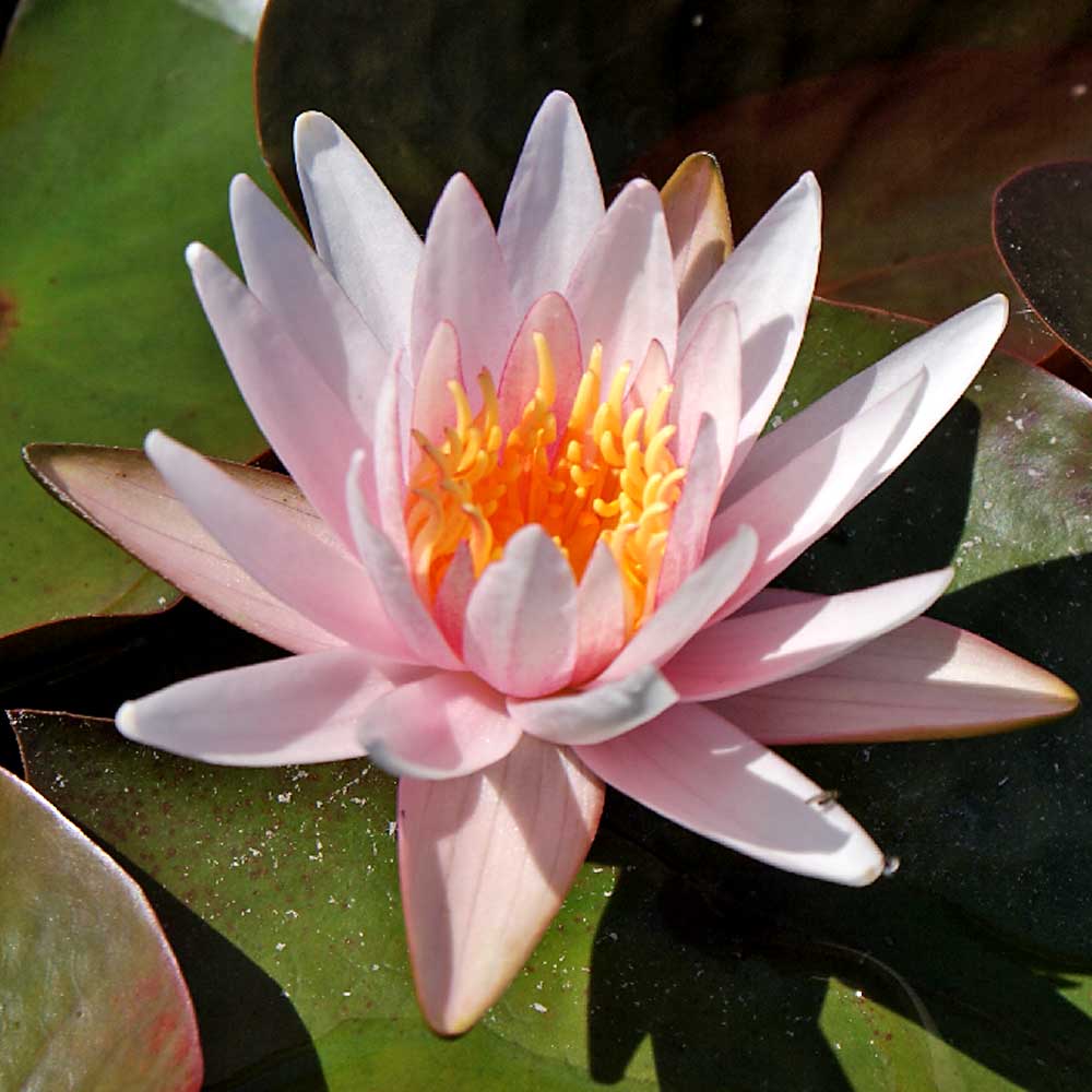 Artikelbild 2 des Artikels “Seerose Michael Berthold “