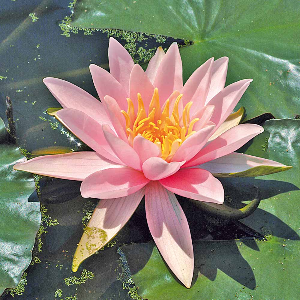 Artikelbild 2 des Artikels “Seerose Martha “