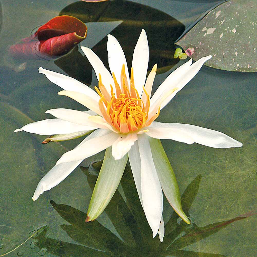 Artikelbild 2 des Artikels “Seerose Arc en Ciel “