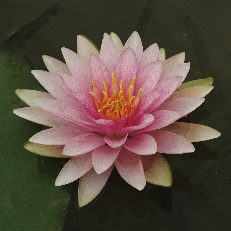 Artikelbild 2 des Artikels “Seerose Hollandia “