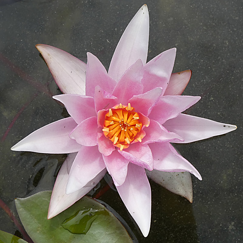 Artikelbild 2 des Artikels “Seerose Amabilis “