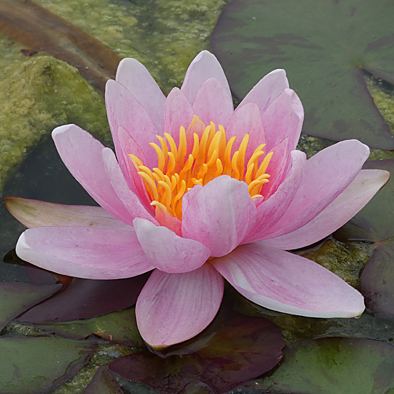 Artikelbild 2 des Artikels “Seerose Mary Patricia “