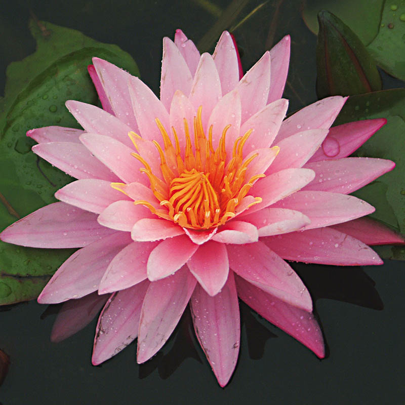 Artikelbild 2 des Artikels “Seerose Mayla “