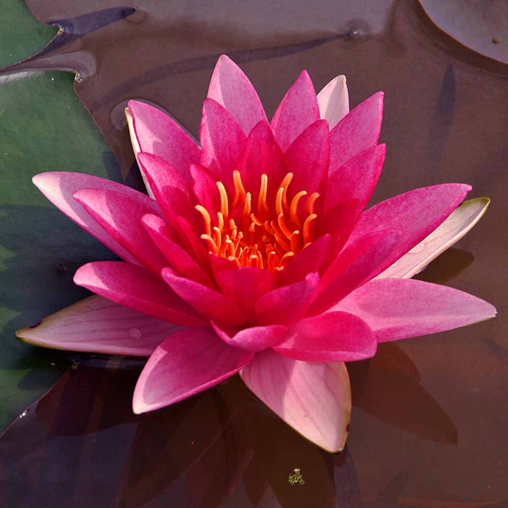 Artikelbild 2 des Artikels “Seerose Charles de Meurville “