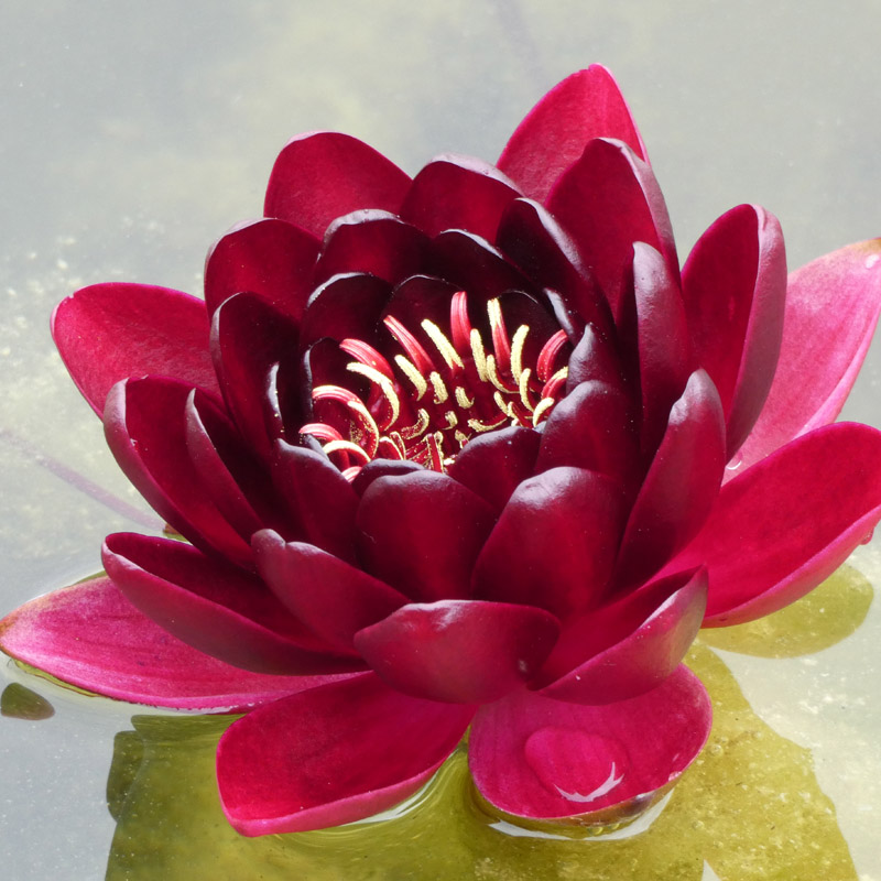 Artikelbild 2 des Artikels “Seerose Black Princess “