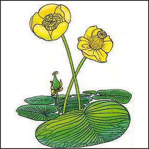 Artikelbild 2 des Artikels “Teichrose “