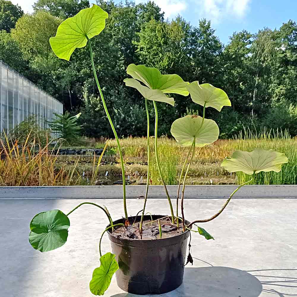 Artikelbild 2 des Artikels “Lotosblume “