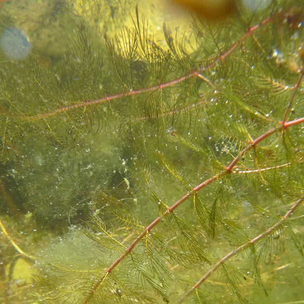 Artikelbild 2 des Artikels “Tausendblatt “