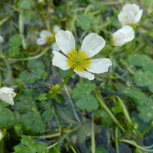 Artikelbild 2 des Artikels “Wasser-Hahnenfuss “