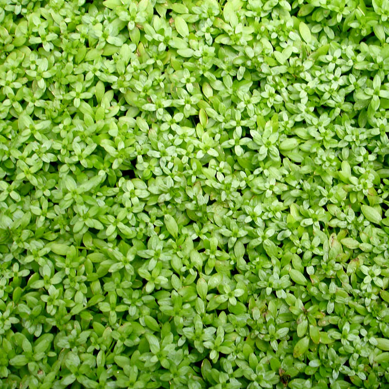 Artikelbild 2 des Artikels “Wasserstern “