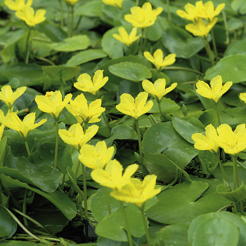 Artikelbild 2 des Artikels “Seekanne “