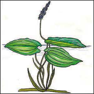 Artikelbild 2 des Artikels “Laichkraut, Schwimmendes “