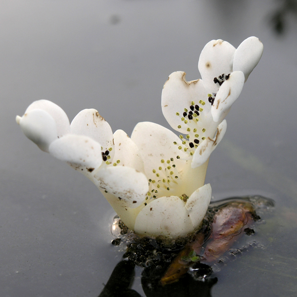 Artikelbild 2 des Artikels “Wasserähre “
