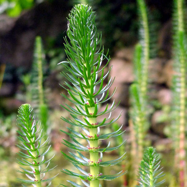 Artikelbild 2 des Artikels “Tannenwedel “