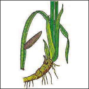 Artikelbild 2 des Artikels “Kalmus “