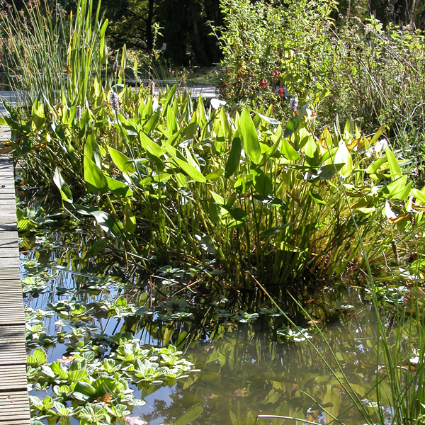 Artikelbild 2 des Artikels “Hechtkraut “