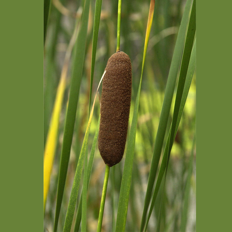 Artikelbild 2 des Artikels “Schmalblättriger Rohrkolben “