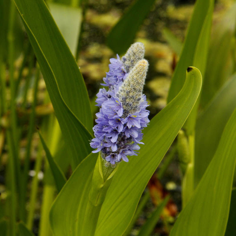 Artikelbild 2 des Artikels “Riesen-Hechtkraut “