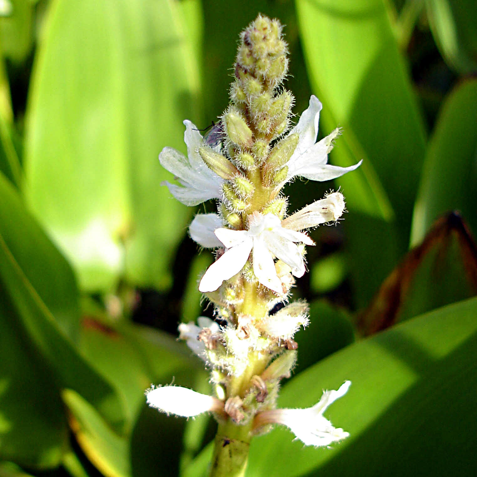Artikelbild 2 des Artikels “Hechtkraut, weiß “