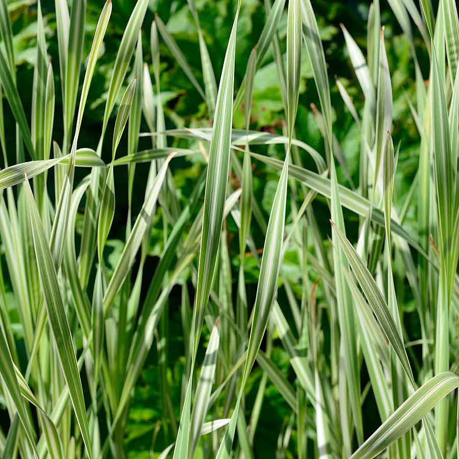 Artikelbild 2 des Artikels “Buntgestreifter Rohrkolben “