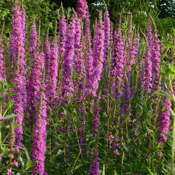 Artikelbild 2 des Artikels “Blutweiderich “