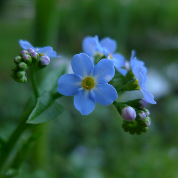 Artikelbild 2 des Artikels “Sumpf-Vergissmeinnicht “