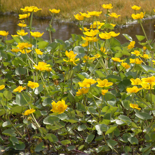 Artikelbild 2 des Artikels “Sumpfdotterblume “