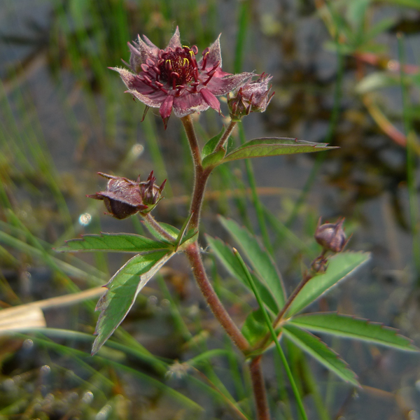 Artikelbild 2 des Artikels “Sumpf-Blutauge “