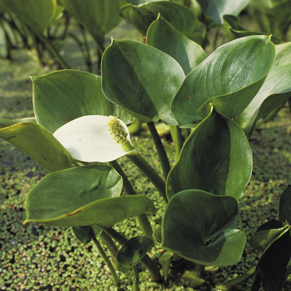 SumpfCalla NaturaGart Gärtnerei Flachwasserpflanzen