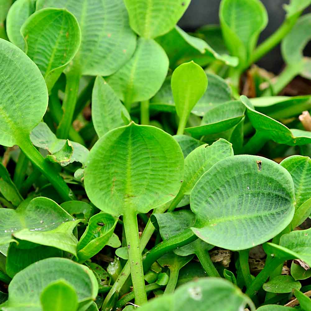 Artikelbild 2 des Artikels “Froschlöffel “