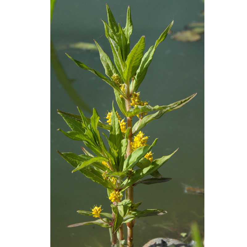Artikelbild 2 des Artikels “Strauß-Gilbweiderich “