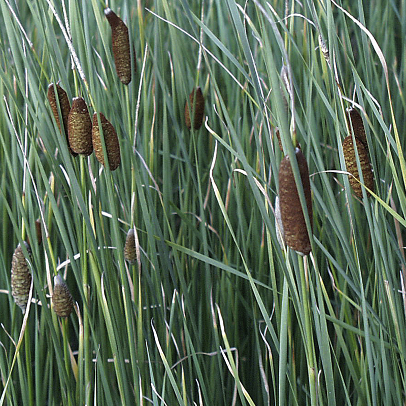 Artikelbild 2 des Artikels “Zwerg-Rohrkolben “