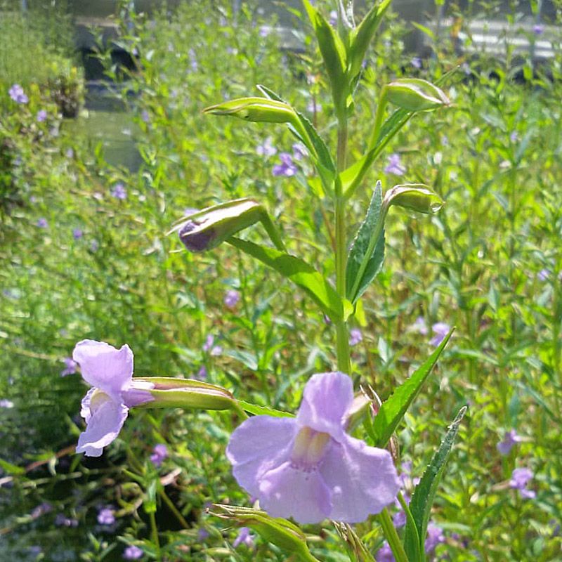 Artikelbild 2 des Artikels “Gauklerblume, blau “