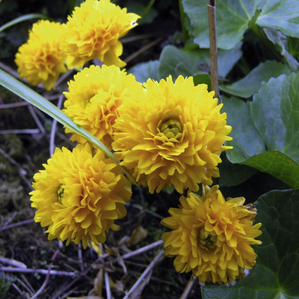 Artikelbild 2 des Artikels “Sumpfdotterblume, gefüllt “